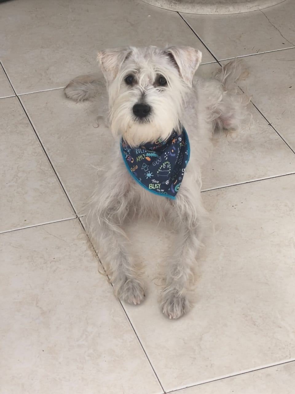 Bingo acostado con mirada intrigante