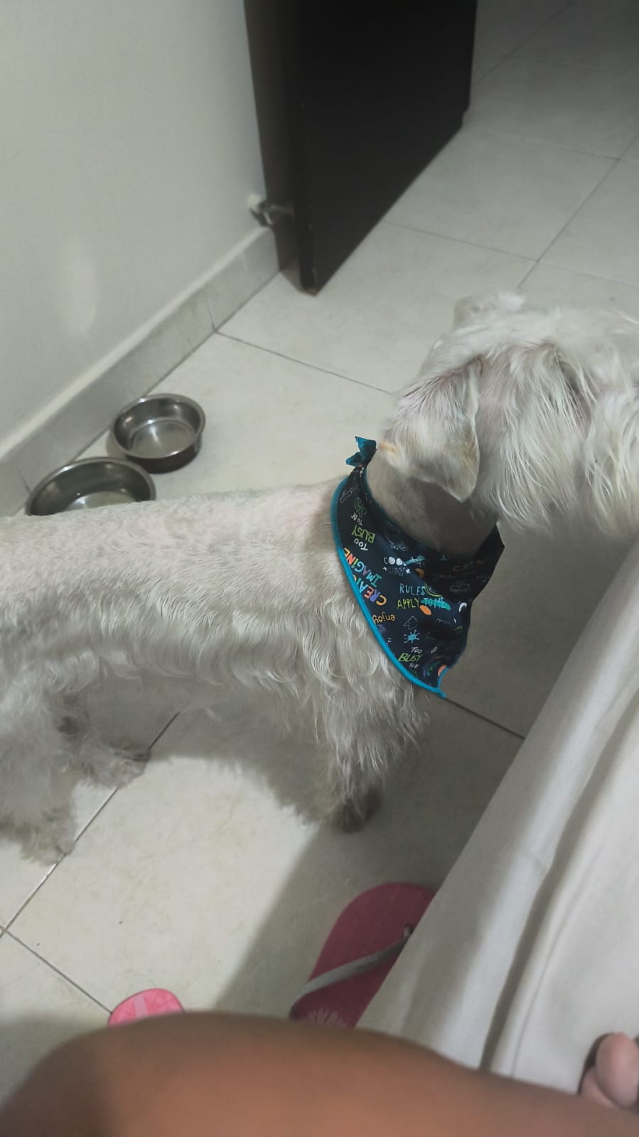 Bingo en el cuarto de su abuela observandola