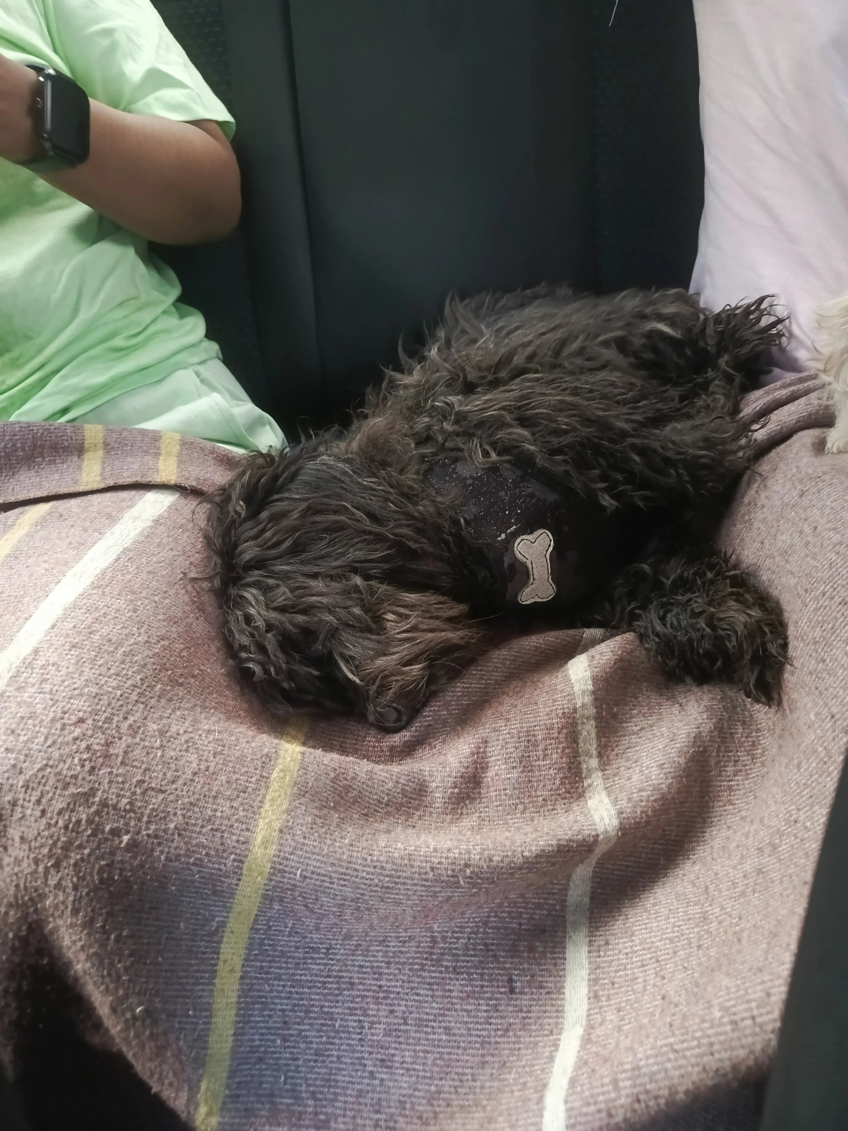 Kikin cansado de correr en la playa