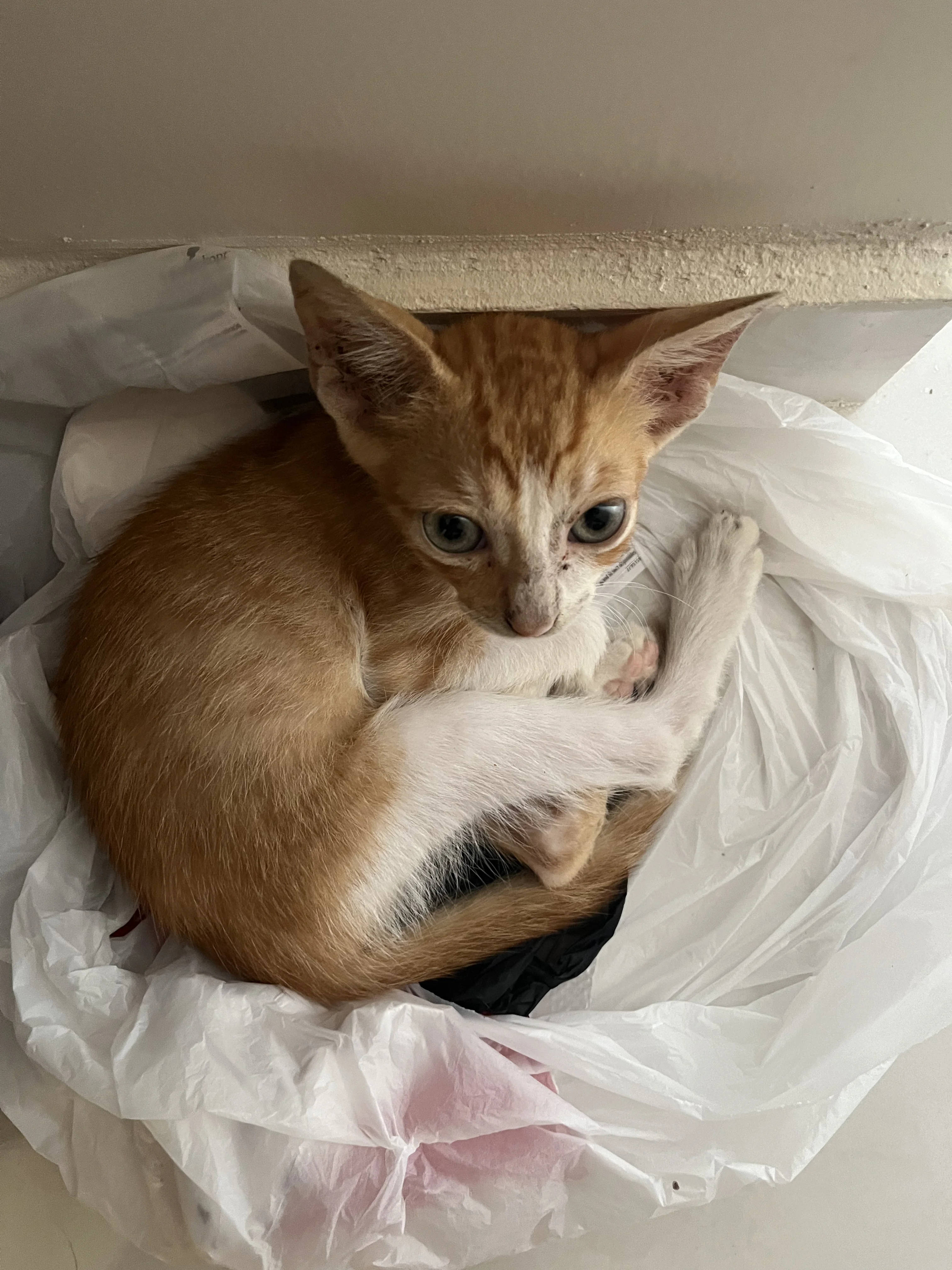 Titi bebé recien llegado