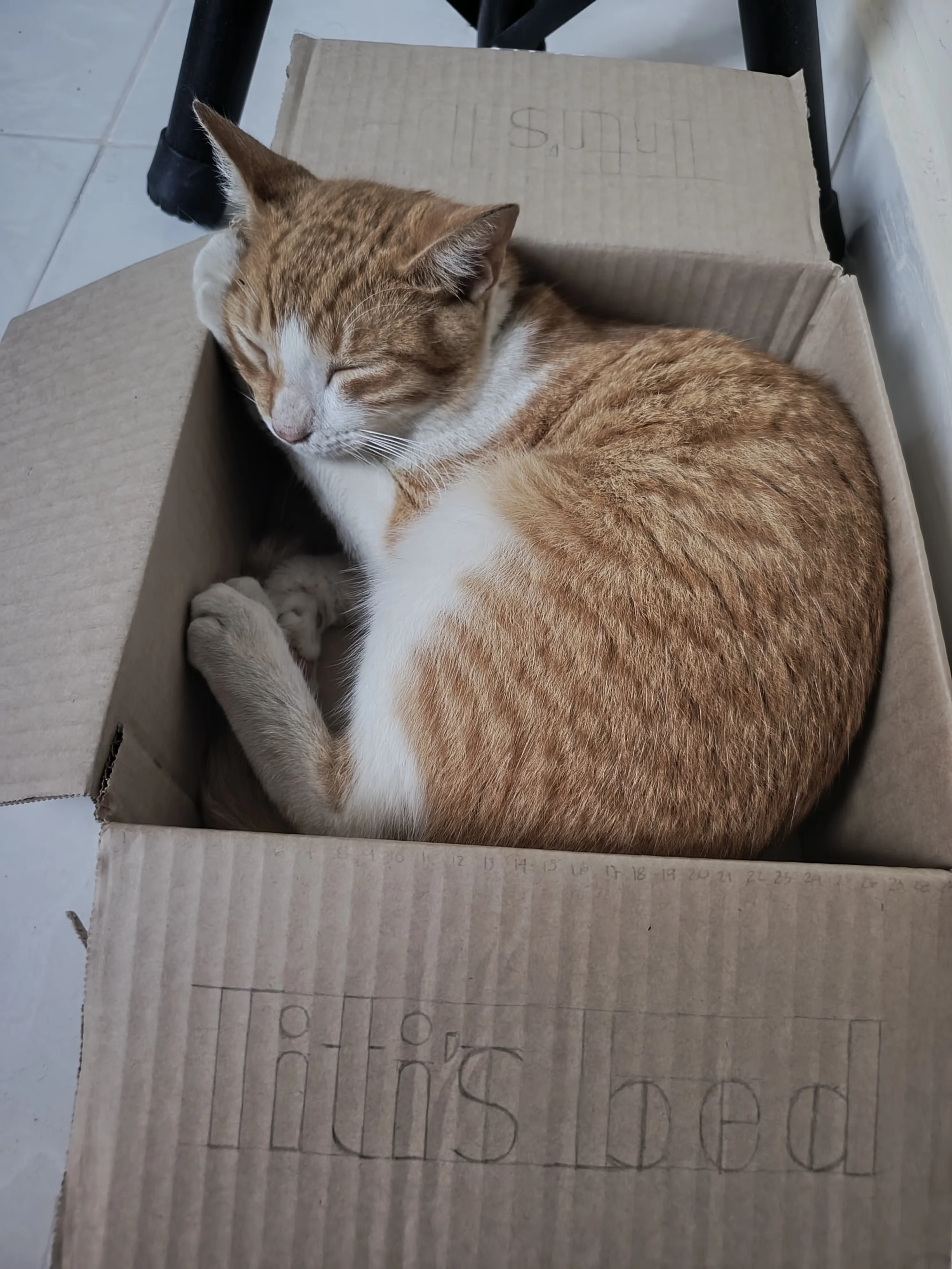 Titi durmiendo en su caja